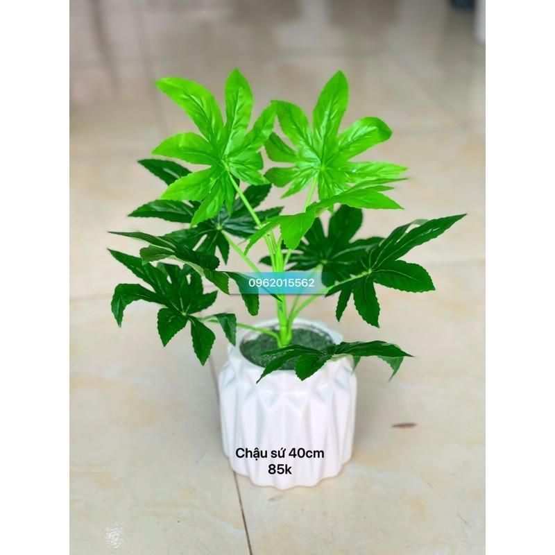 Chậu cây để bàn làm việc chậu sứ