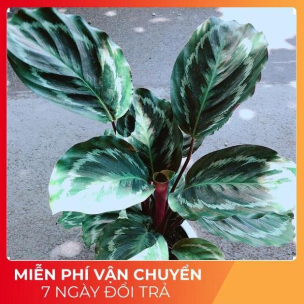 Chậu Đuôi Công Xanh Sọc Tím