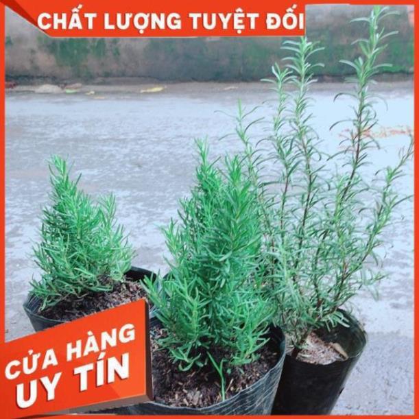 Cây Hương Thảo