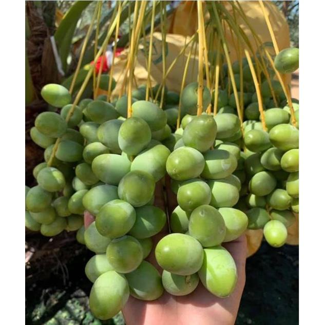 Hạt giống chà là Trung Đông CT237 - Gói 5 hạt