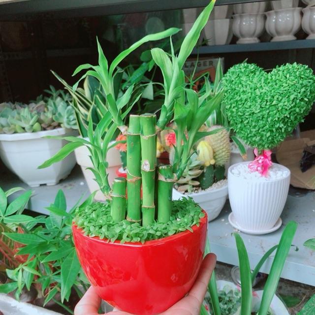 Chậu trúc phát tài