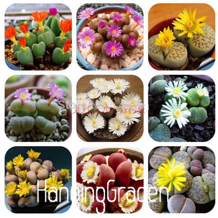 Hạt giống hoa đá sống thạch lan mix màu CT508 - Gói 10 hạt