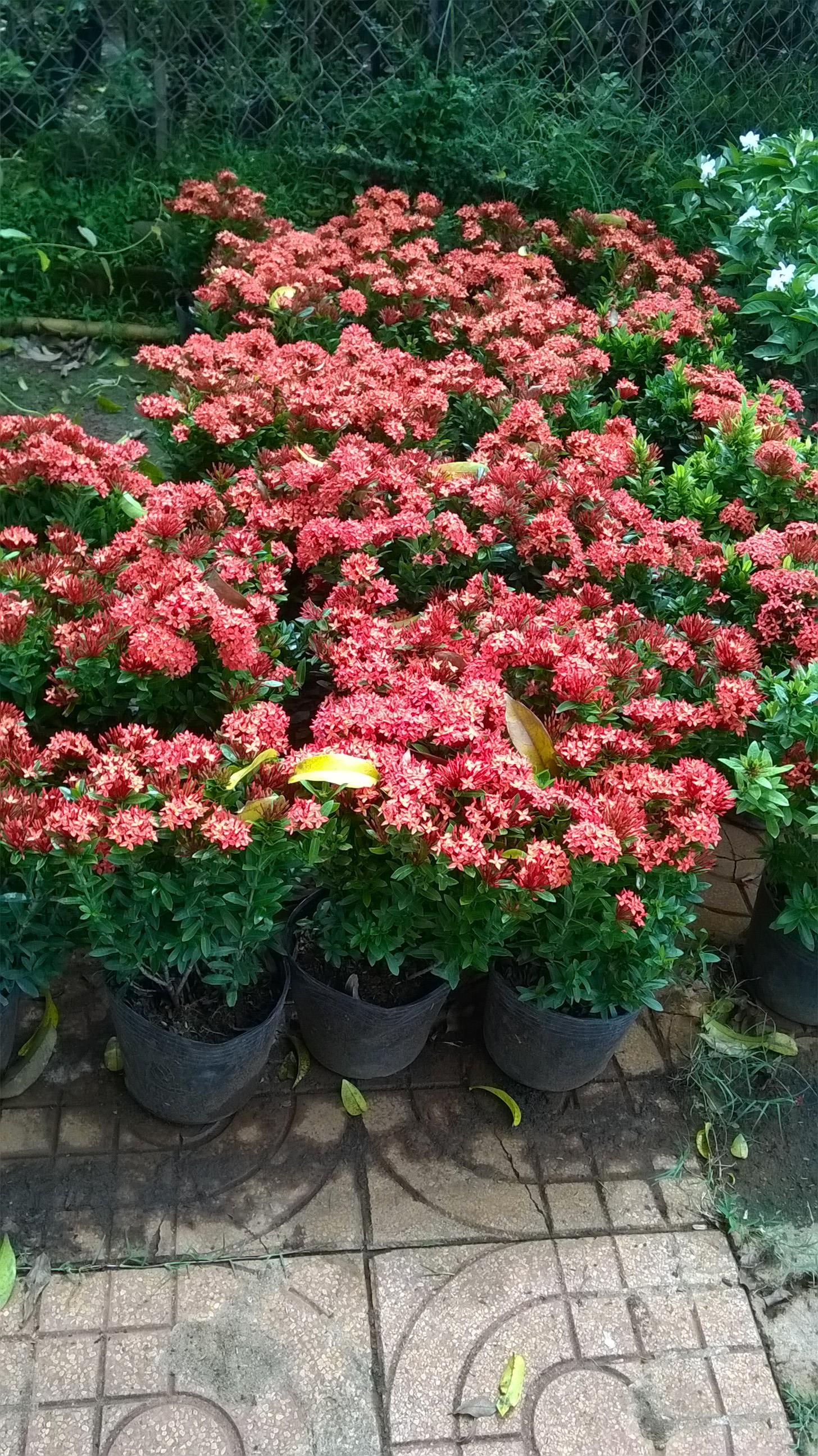 CÂY giống TRANG ĐỎ - HOA MẪU ĐƠN
