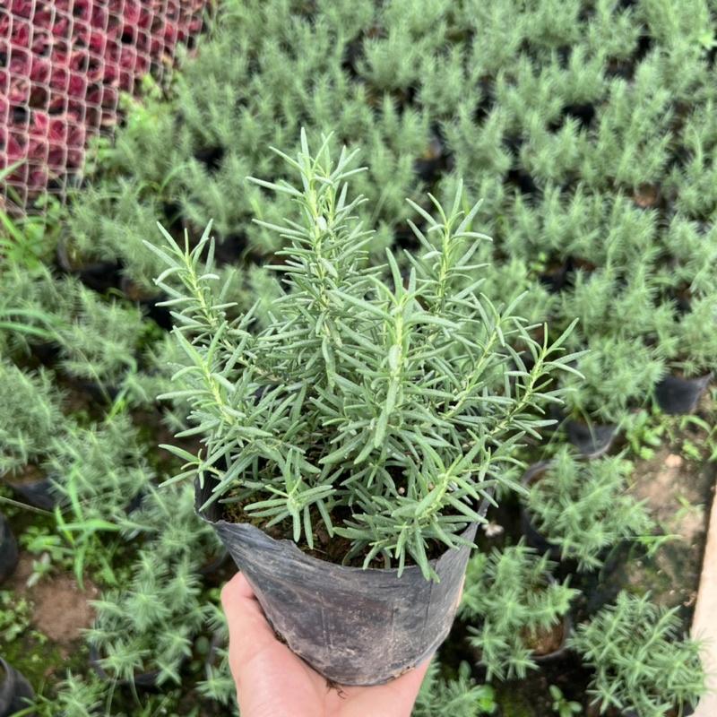Bịch cây hương thảo để bàn cỡ nhỏ, cây tỏa hương thơm dịu nhẹ giúp đuổi muỗi và trang trí nội thất