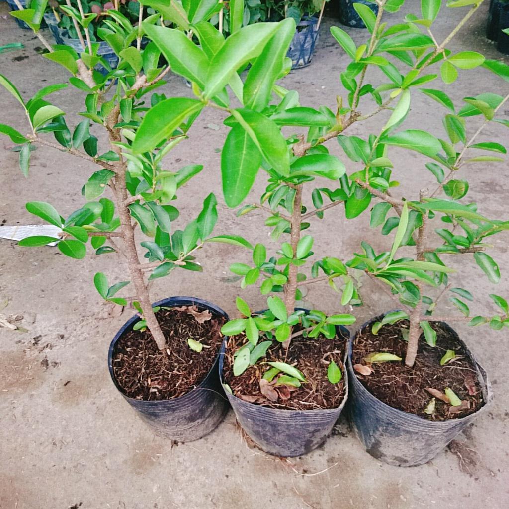 Cây sơ ri Thái ngọt , siêu trái - cây ăn quả + tặng phân bón cho cây mau lớn