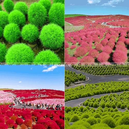 Hạt Giống Cỏ Đổi Màu F1 Loại Siêu Dễ Trồng, Hoa Nở Đẹp Tặng kèm Hướng Dẫn Trồng