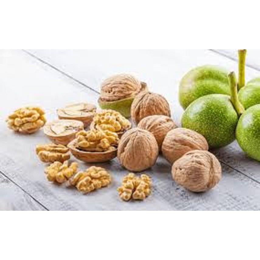 CÂY GIỐNG QUẢ ÓC CHÓ SIÊU QUẢ, SIÊU NĂNG SUẤT,SIÊU KINH TẾ- CAM KÊT GIỐNG CHUẨN F1