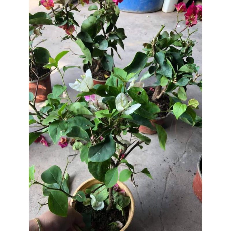Cây Giống Hoa Giấy Đổi Màu tặng 2 cây chè xanh