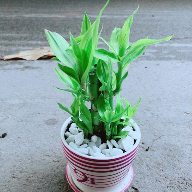 Chậu Trúc Phát Tài