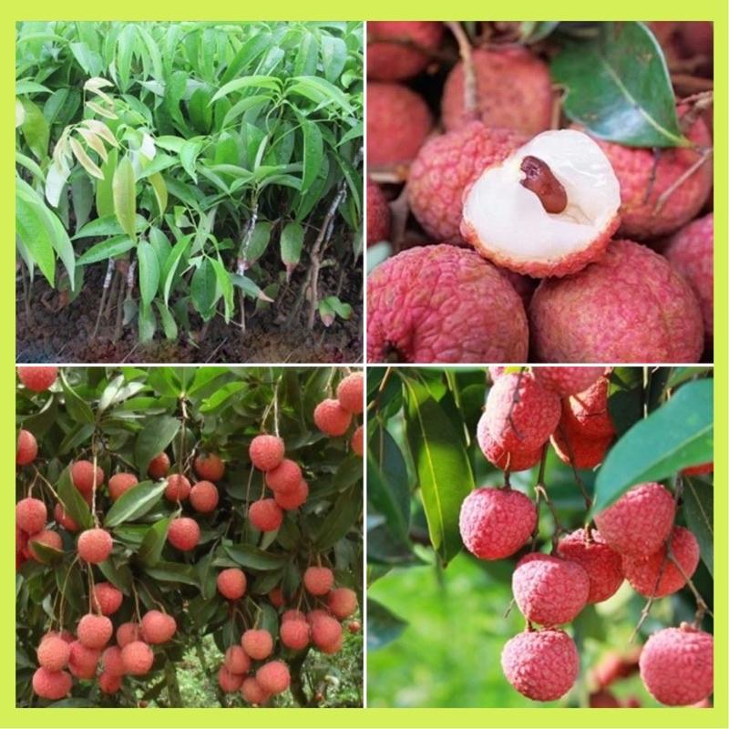 Cây giống vải thiều hạt lép cho quả khi chín màu đỏ rực, ăn ngọt hạt lép hoặc không hạt
