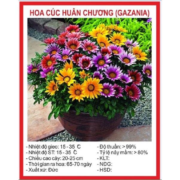 Combo 2 gói Hạt giống hoa cúc huân chương mix màu -1 gói 50 hạt