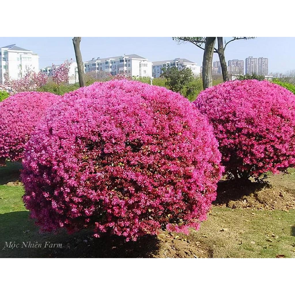 CÂY HồNG PHỤNG  ( CHẬU TO KHỔNG LỒ NHƯ HÌNH ] *