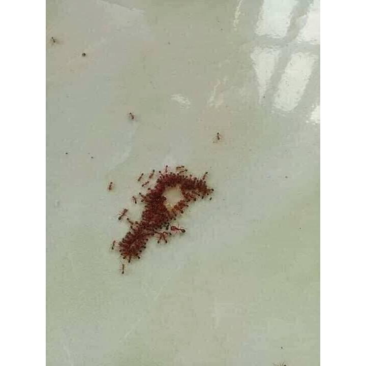 SÉT 2 LỌ THUỐC DIỆT KIẾN GIÁN SINH HỌC