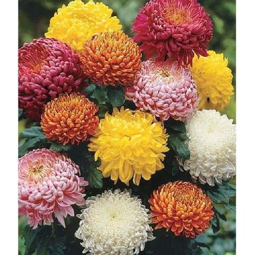 Combo 3 gói hạt giống cúc đại đó nhiều màu-gói 50 hạt- TẶNG 1 gói phân bón