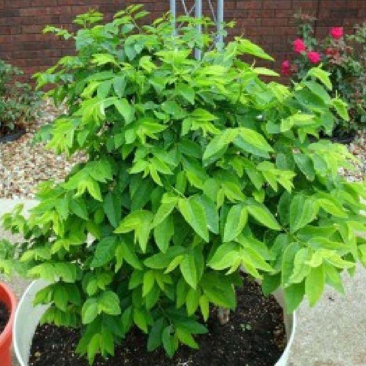 COMBO 3 gói hạt giống rau ngót