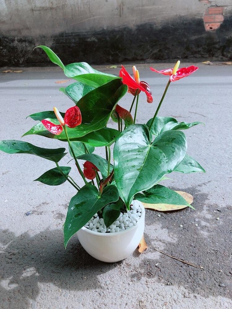 Chậu Cây Hồng Môn