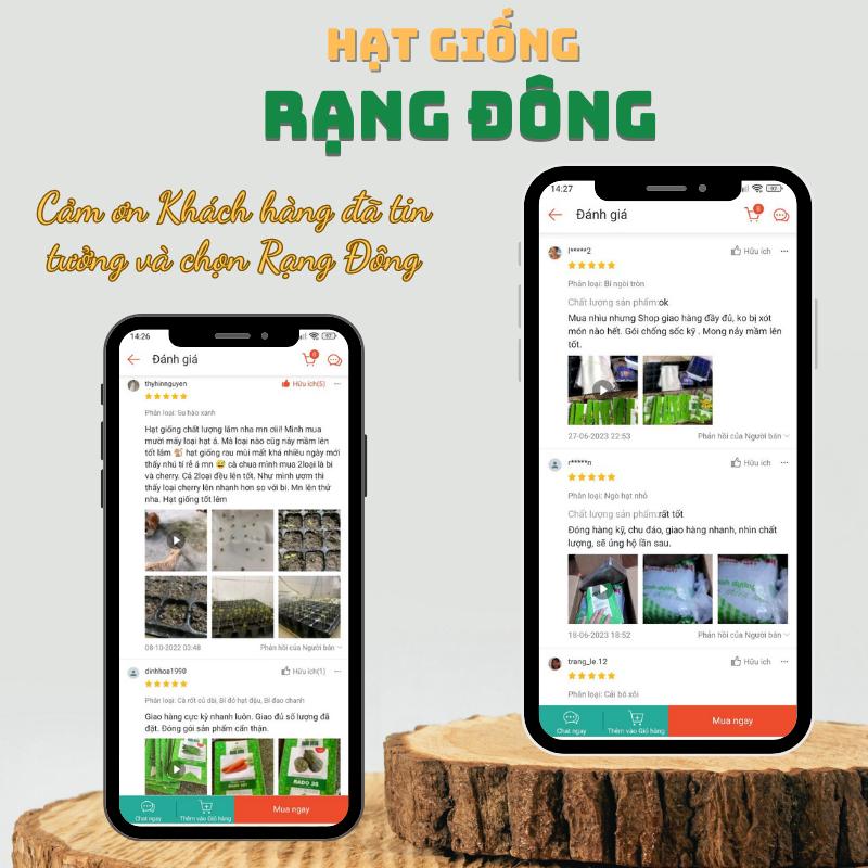 Hạt giống Chùm Ngây Rado 03 (2g~10 hạt) nhiều công dụng, trồng quanh năm, tuổi thọ 5 năm - Hạt giống Rạng Đông