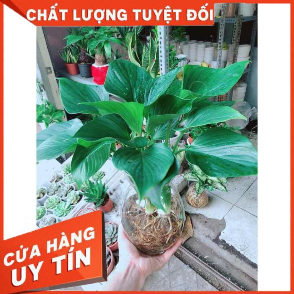 Chậu cây thanh tâm thuỷ sinh Nhiều Người Mua