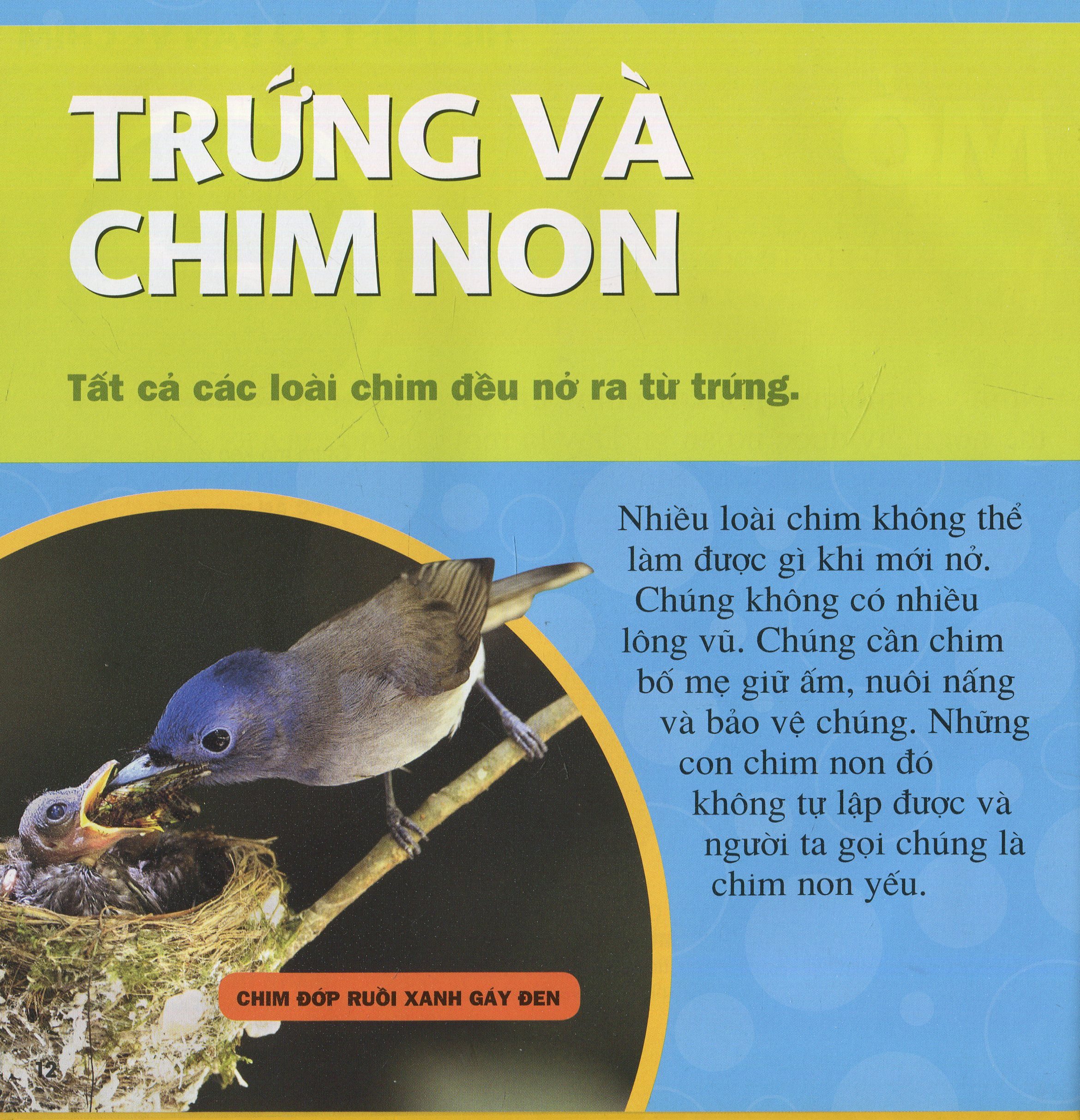 Cuốn Sách Lớn Đầu Tiên Của Tớ - Chim