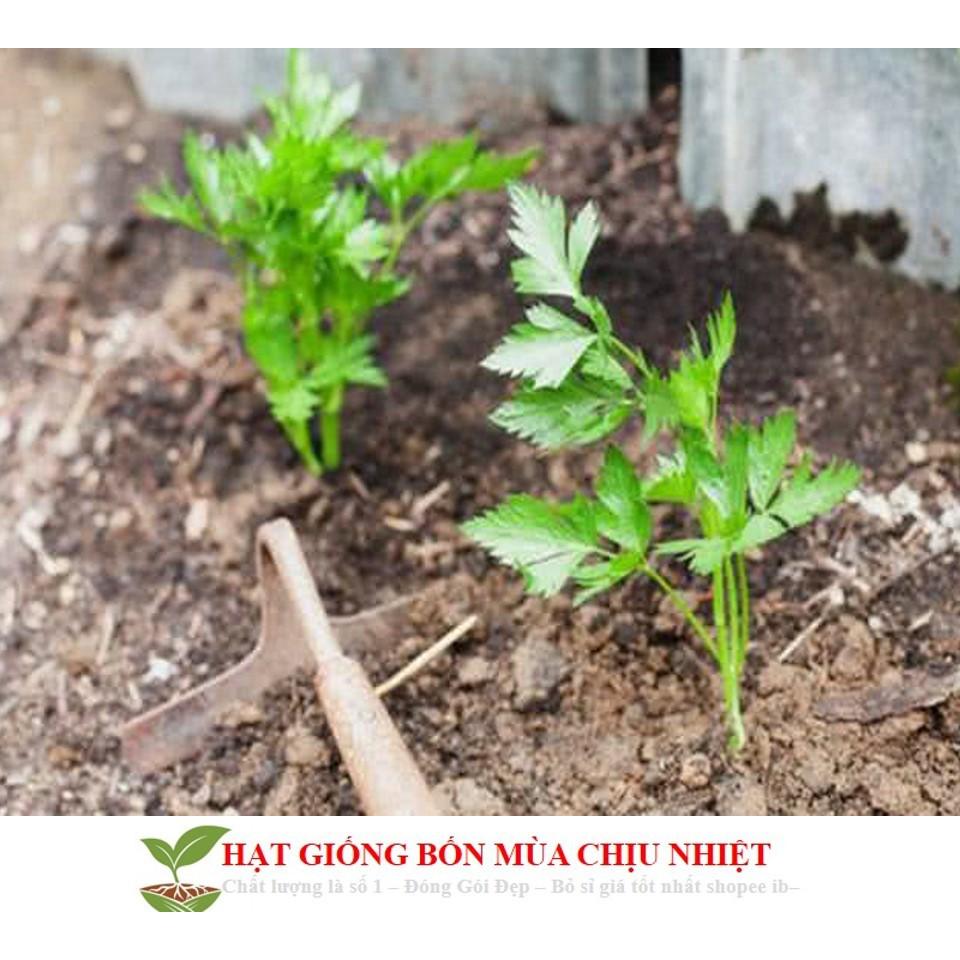 GÓI 200 HẠT GIỐNG CẦN TÂY