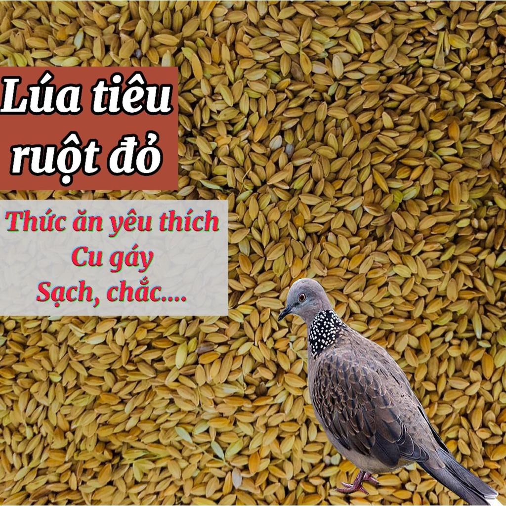 Lúa tiêu ruột đỏ, thức ăn yêu thích chim cu gáy 1kg