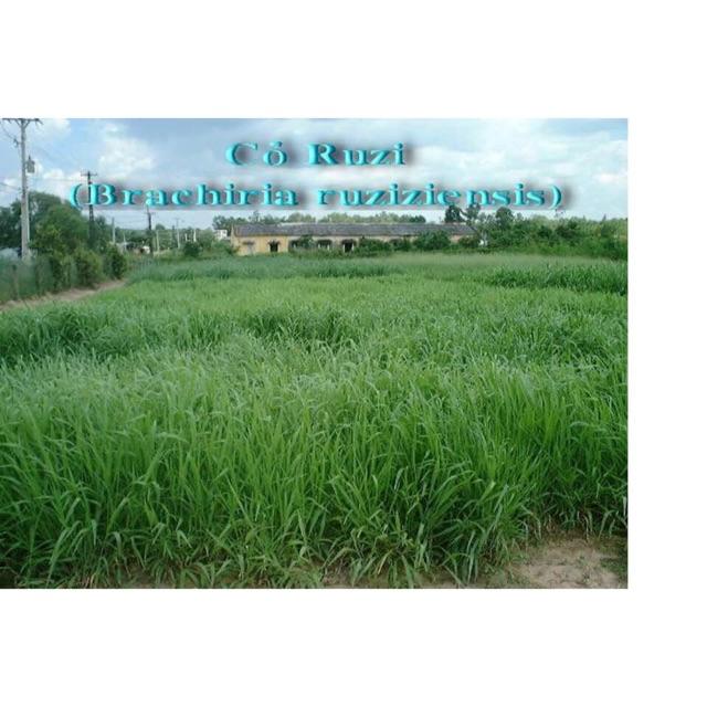 Hạt giống cỏ chăn nuôi Ruzi- cỏ xả chịu giẫm đạp 1kg
