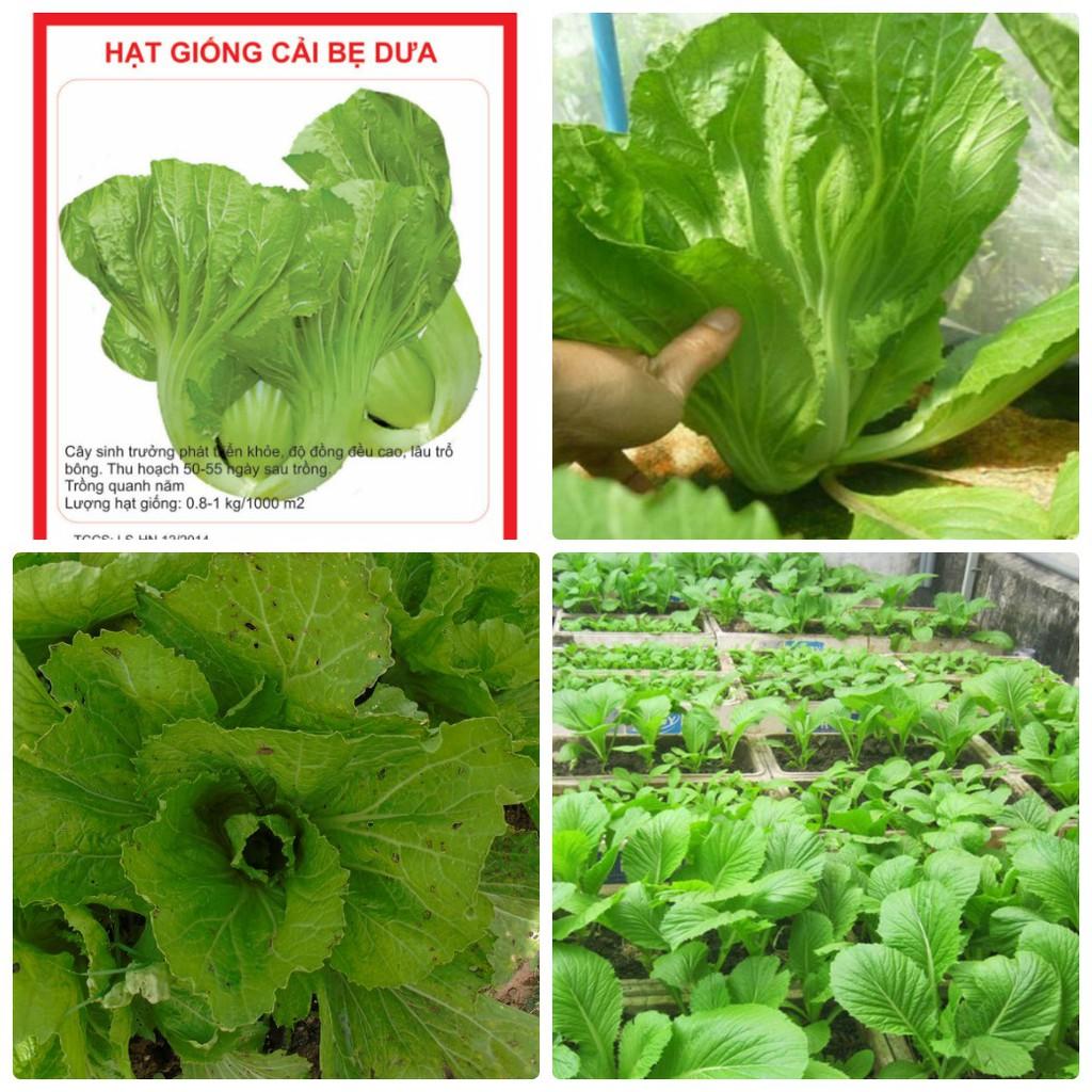 COMBO 2 gói hạt giống cải bẹ dưa TẶNG 1 phân bón