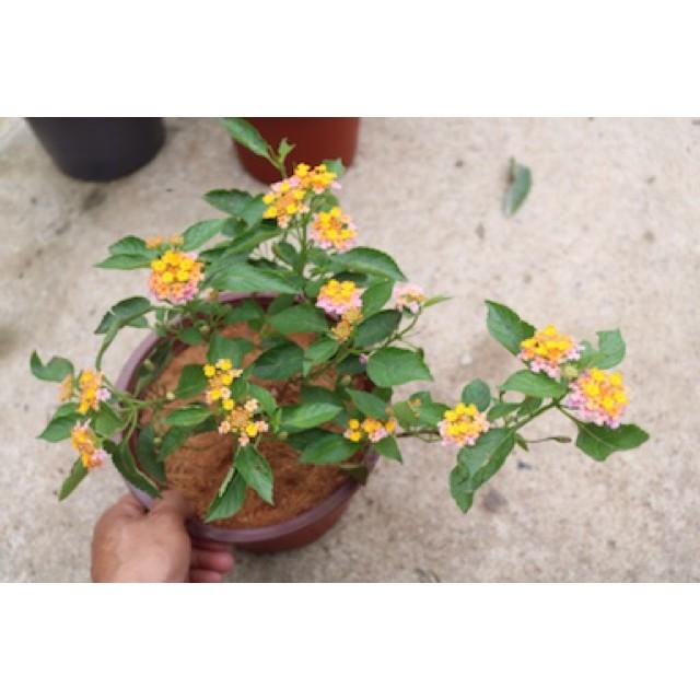 Cây hoa Ngũ Sắc