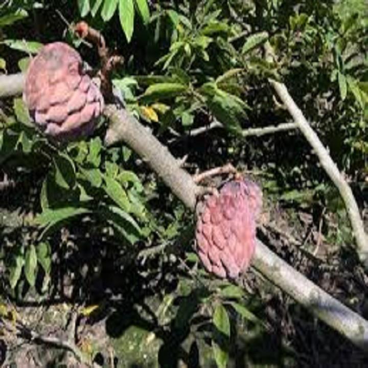 CÂY GIỐNG NA ĐỎ