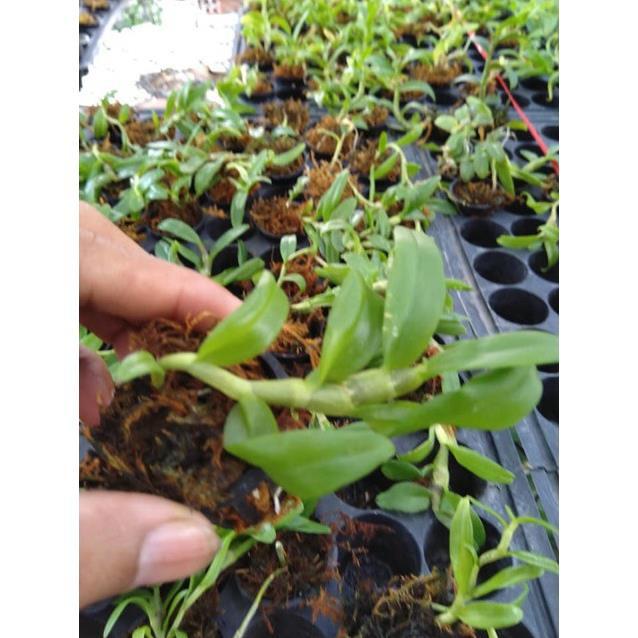 Sản Phẩm Hoa phong lan phi điệp 5ct cánh trắng phú thọ gieo hạt