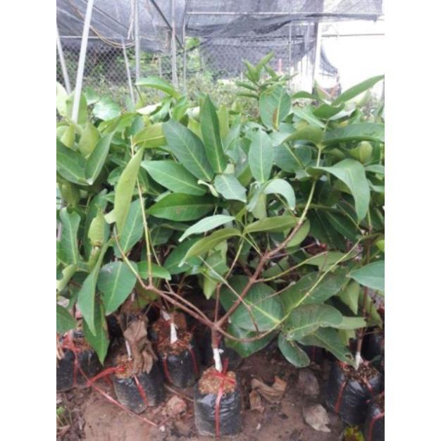 COMBO 2 CÂY GIỐNG ROI ĐỎ THÁI LAN sai quả ngọt mát - Cây giống chuẩn F1