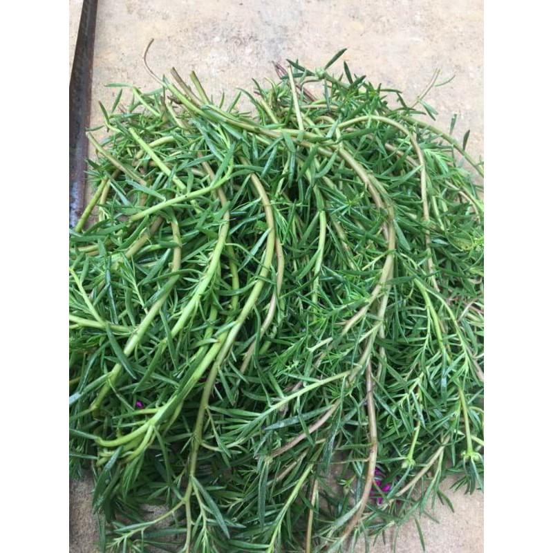 Hoa 10h 20 nhánh đủ màu