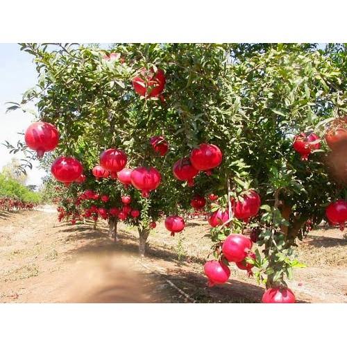 Hạt giống cây lựu lùn đỏ