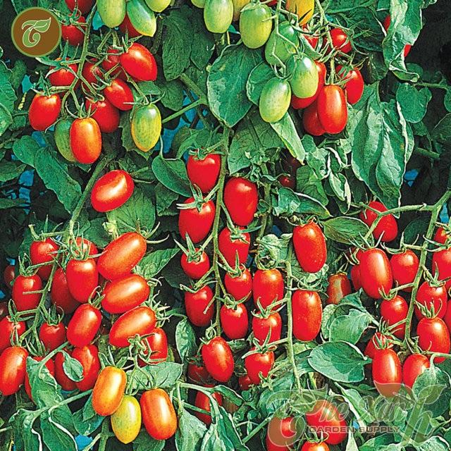 Hạt giống cà chua giàn