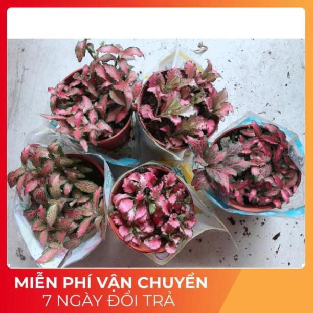 Cẩm Nhung Đỏ 35k/c