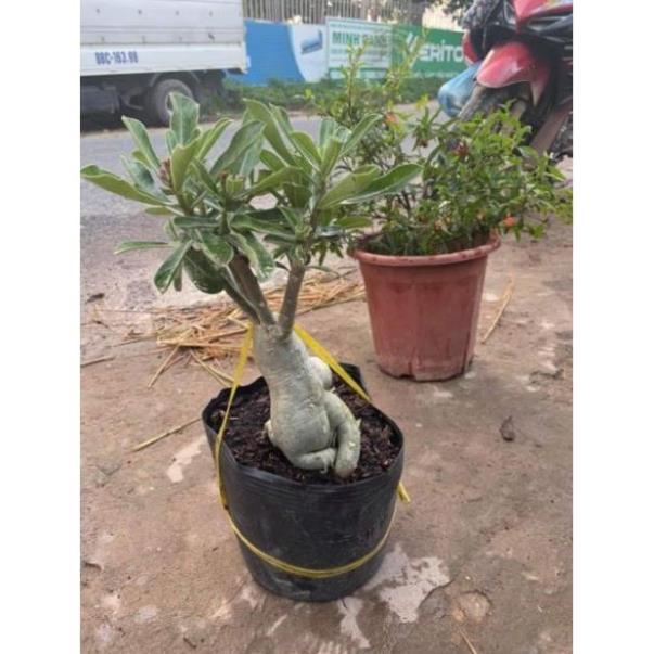 Sản phẩm CÂY SỨ THÁI