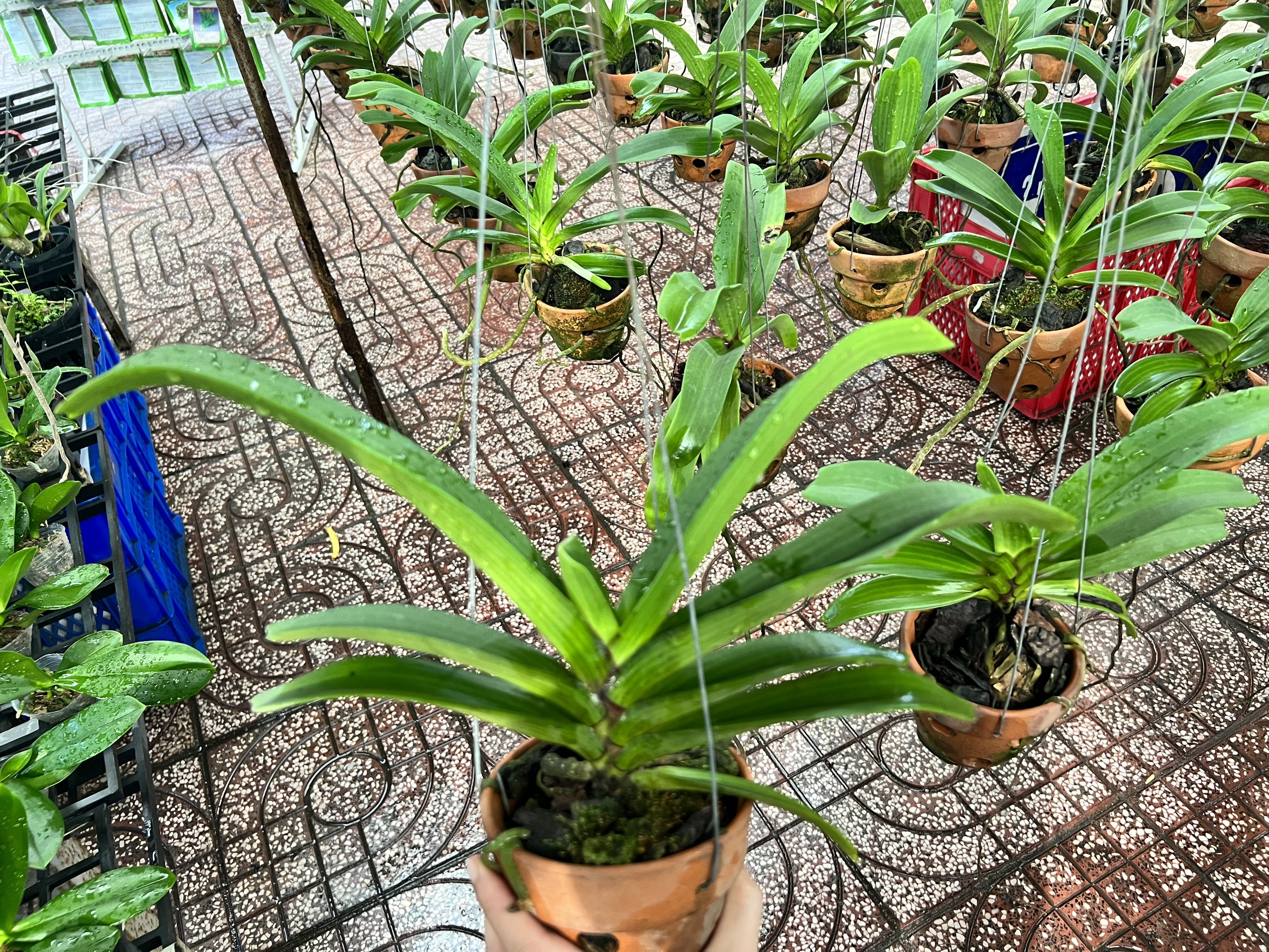 Đai Châu trung 4-5 cặp lá