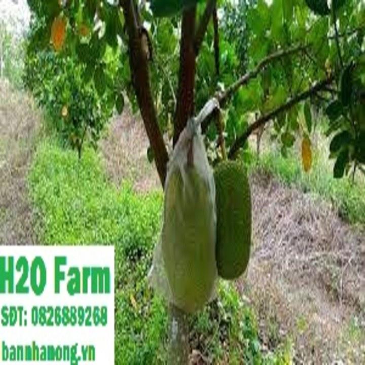 HÀNG GIỐNG CHUẨN Cây Mít Thái Siêu Sớm - Cây Ăn Quả - H2O Farm