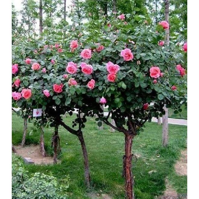 Hạt giống hoa hồng thân gỗ nhiều màu - gói 20 hạt