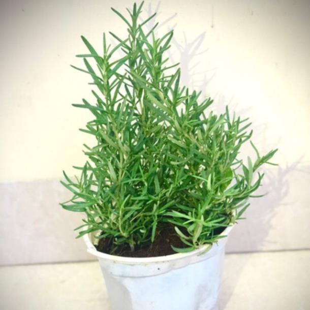 Cây hương thảo - Rosemary size trung - cây gia vị với hương thơm dịu nhẹ, vừa đuổi muỗi lại giúp thư giãn
