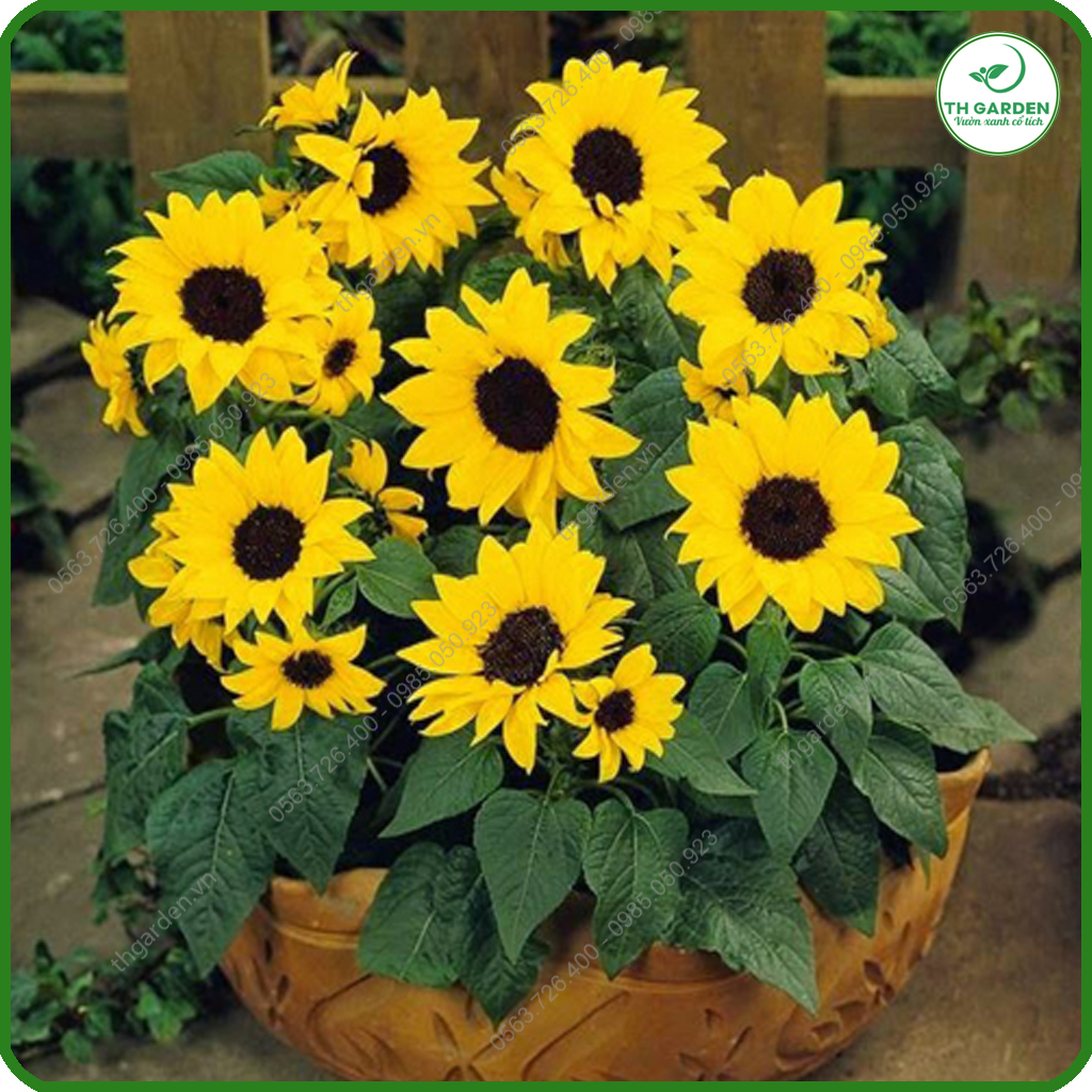 Hạt Giống Hướng Dương Lùn - Hạt Giống Dễ Trồng Dễ Chăm Sóc, Hoa Thơm, Bền Màu, Lâu Tàn - Phù Hợp Với Mọi Loại Đất
