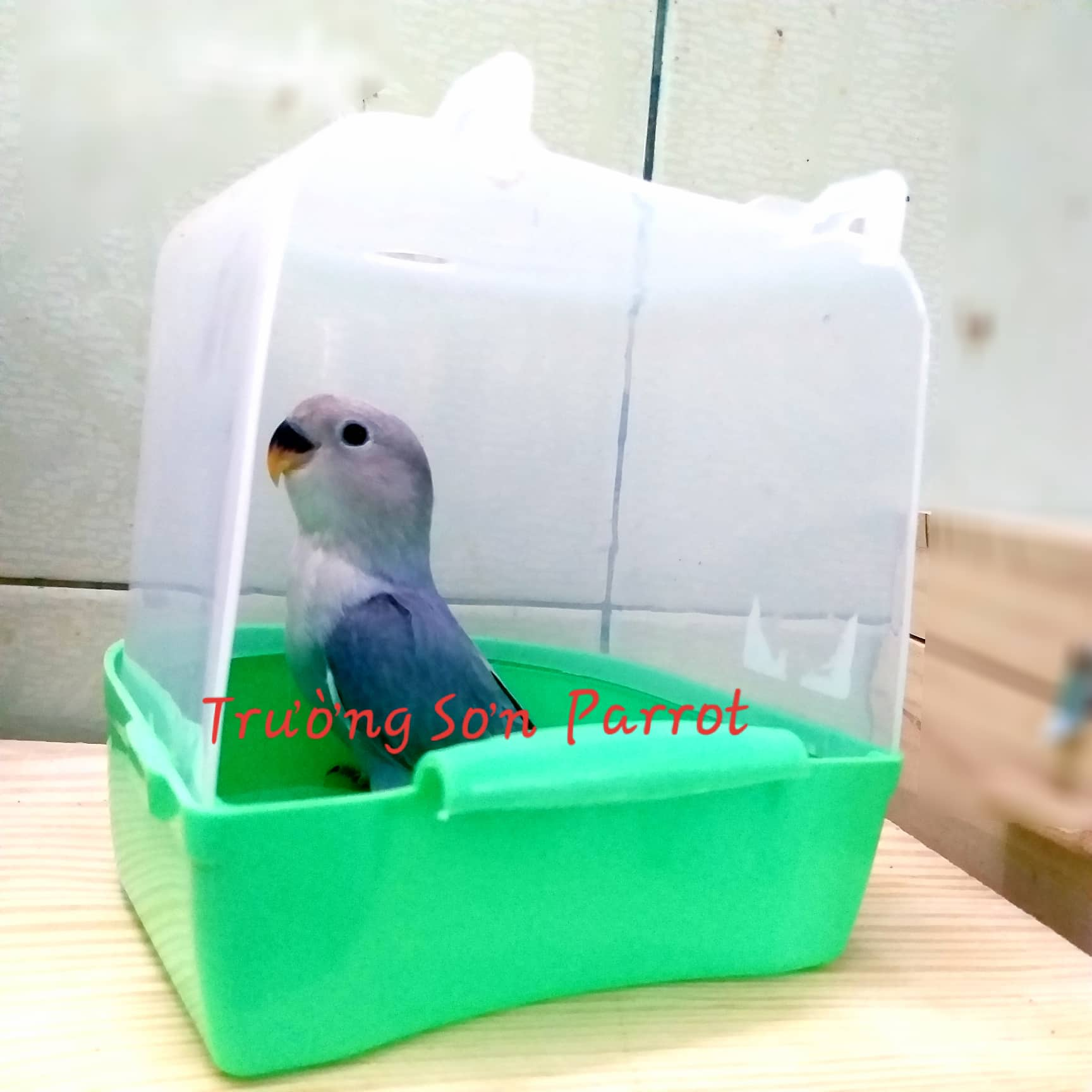 Hộp tắm cho chim cảnh, vẹt nhỏ và trung như yến phụng, lovebird, yến hót, chào mào...