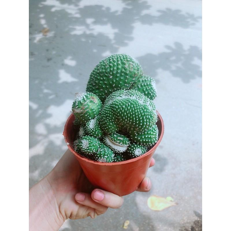 Xương Rồng Bụi