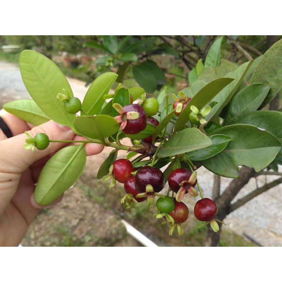 Cây giống CHERRY MỸ QUẢ ĐỎ siêu trái