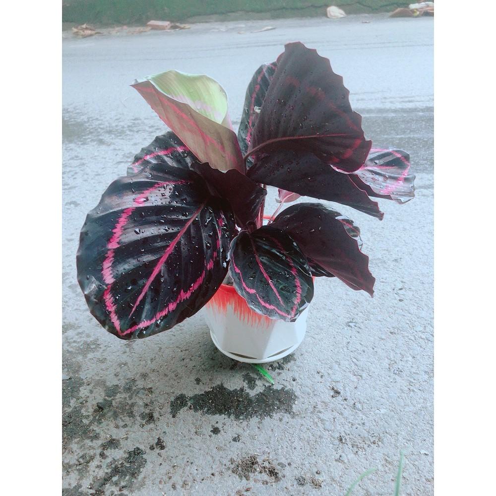 Chậu Đuôi Công Tím