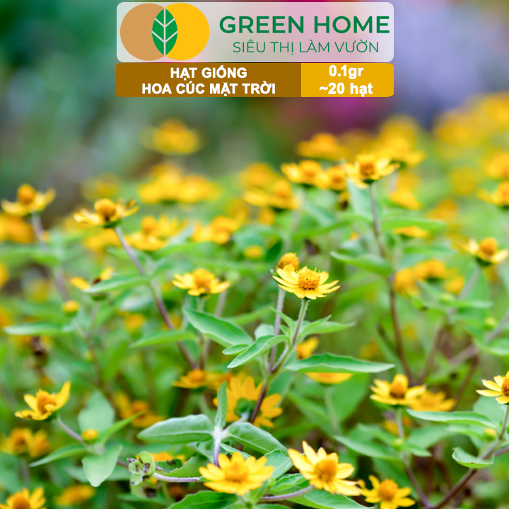 Hạt Giống Hoa Cúc Mặt Trời GreenHome, Gói 0.1g~20 hạt, Dễ Trồng Quanh Năm, Tỷ Lệ Nảy Mầm Cao H15