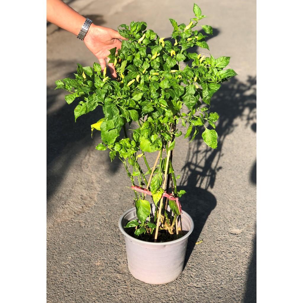 Cây ớt trắng Phan Thiết cao 70 - 90 cm