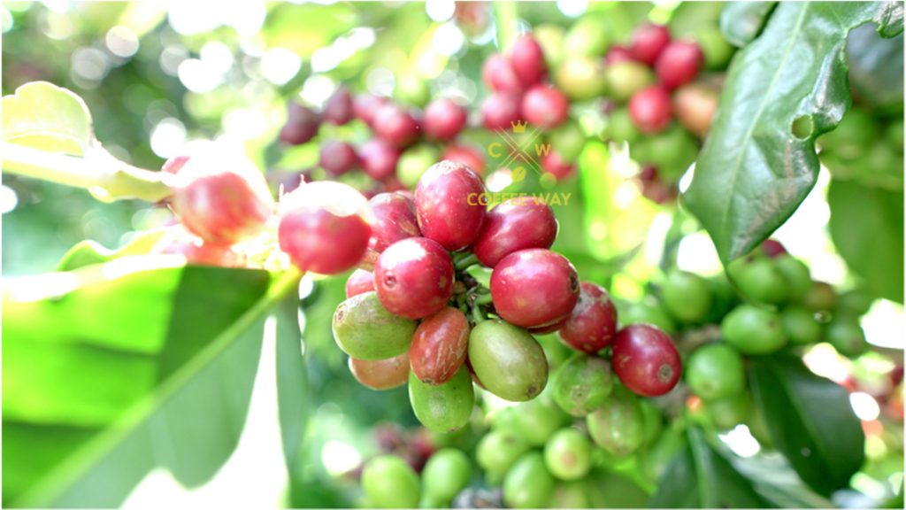 Cây Cà Phê ARABICA Giống
