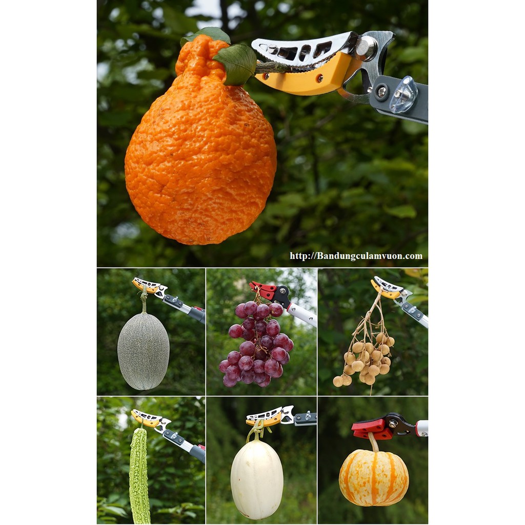 Kéo Cắt tỉa Cành Hái Trái Trên Cao 3m 3 đoạn Đài Loan cực chắc chắn