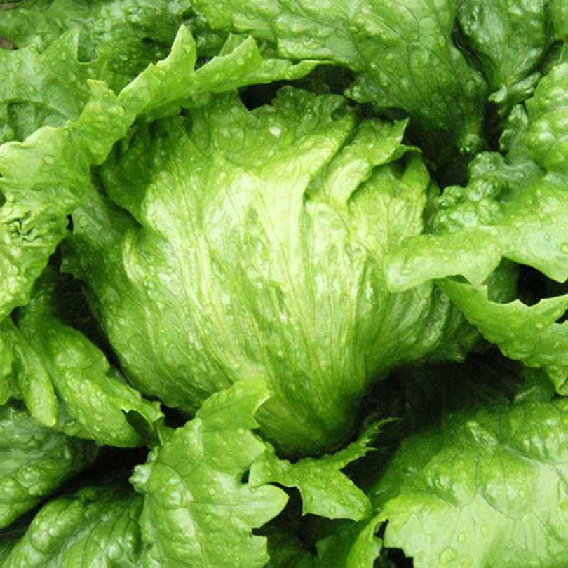 Hạt giống rau xà lách cuộn trắng dễ trồng-gói 0.2 gram/tặng kèm gói phân bón lót